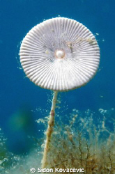 flower or something else...? by Sidon Kovacevic 